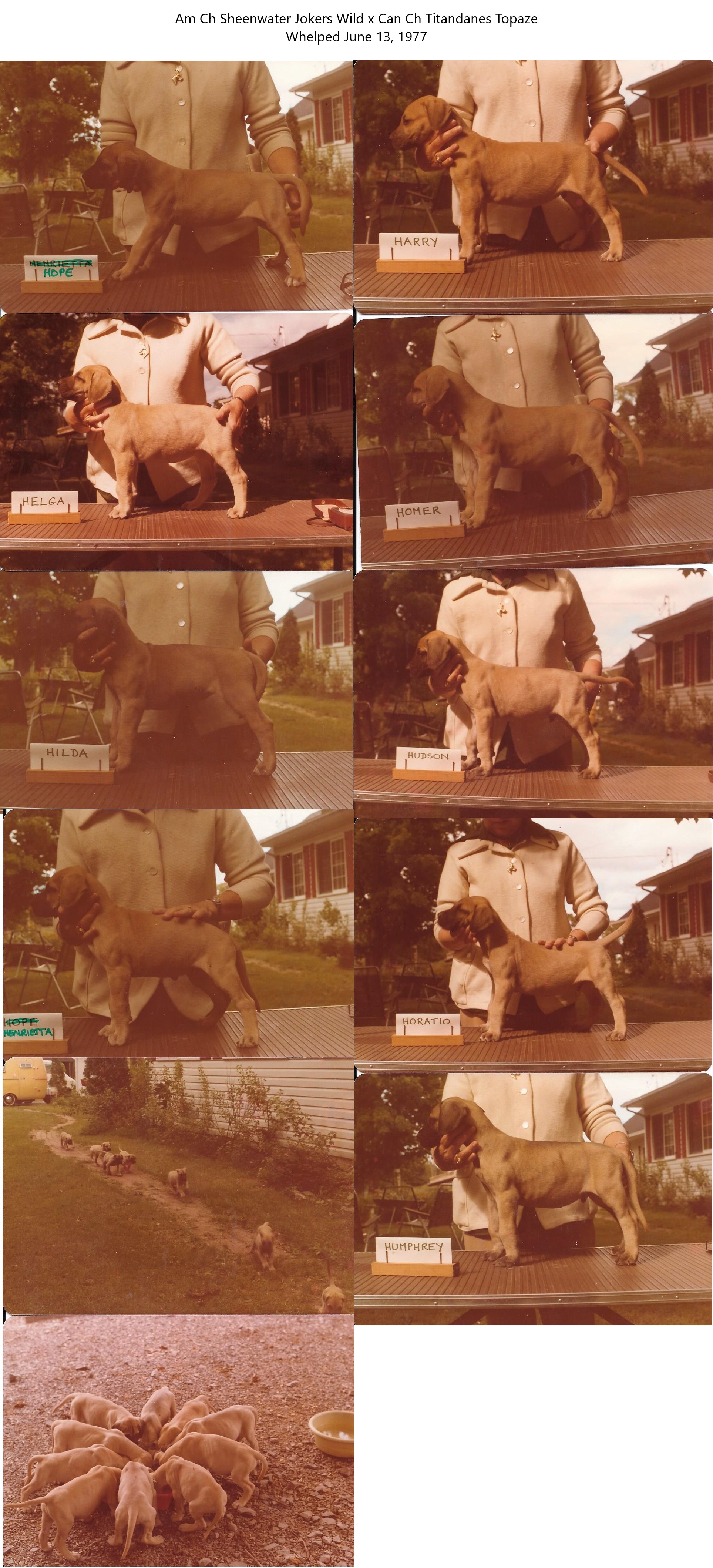 Gremlin x Topaz